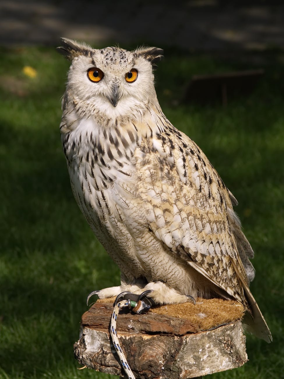an owl perched on a tree stump, depicting what kitten is pretending to be